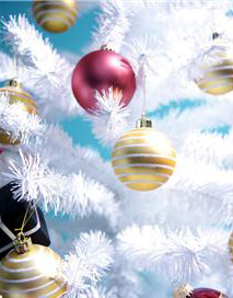 Noel-photo-2